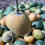 Chapai Mango