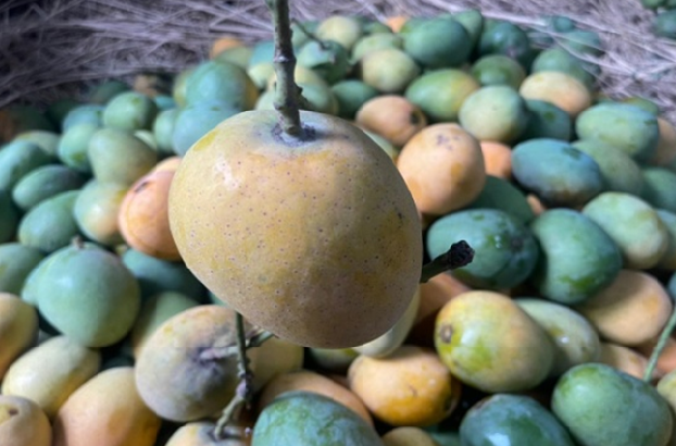 Chapai Mango