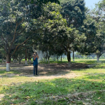 Mango Rajshahi