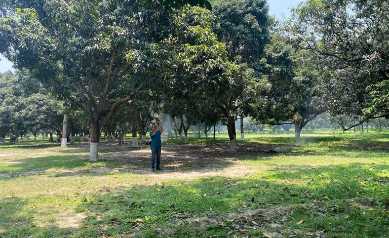 Mango Rajshahi