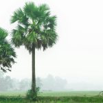 Bangladesh