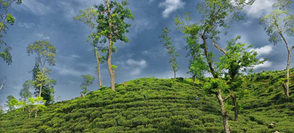 মৌলভীবাজার