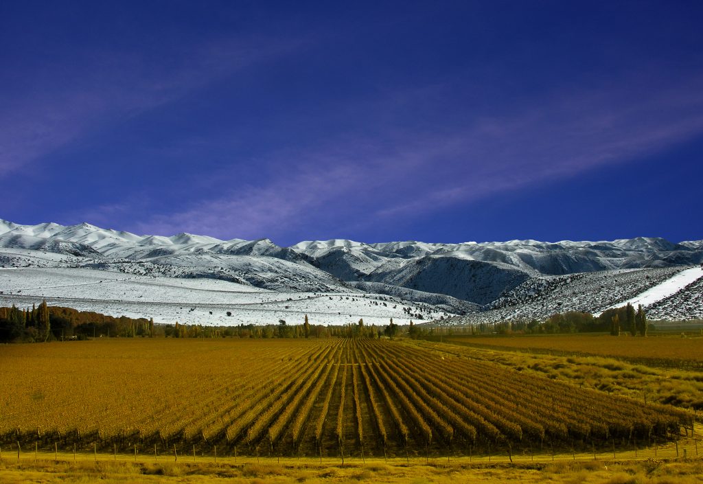 Viñedos_de_Mendoza