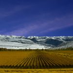 Viñedos_de_Mendoza