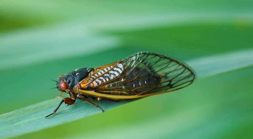 সিকাডা
