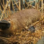 প্লাটিপাস