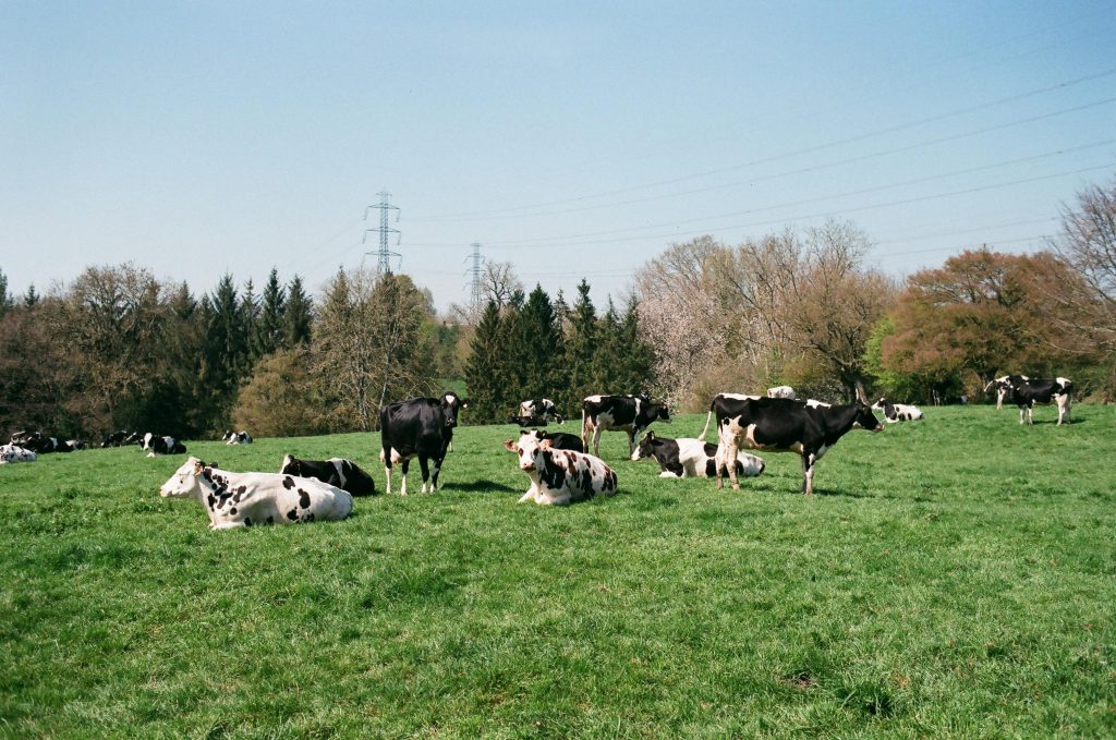 Animel Firm