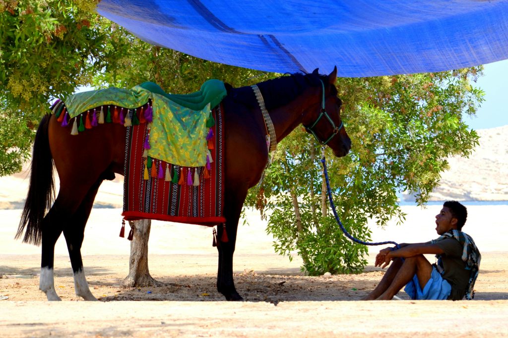 oman, Aeab, Horse, Horse boy, Cowboy, Rest