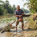 river, Tiger, Fun, Crocdile